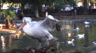 Beyaz bir pelikan patisini çizer ve kuyruğunu göletin önüne koyar. O çok komik ve patlama ile