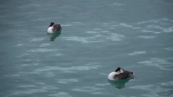 Dwa Kaczki Pływackie Morzu Czarnym Gruzji — Wideo stockowe