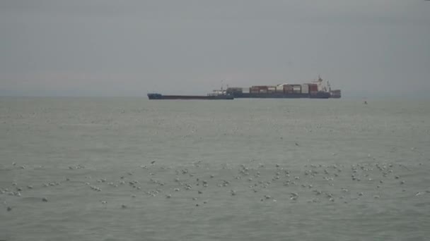 Los Delfines Juguetean Mar Fondo Hay Barco Las Gaviotas Nadan — Vídeos de Stock