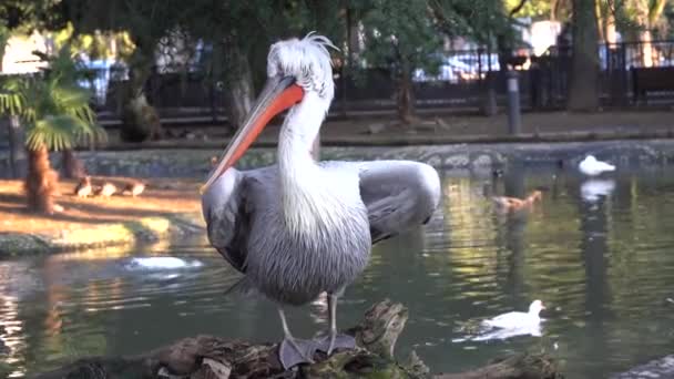 White Pelican Sits Wooden Snare Flaps His Wings Backdrop Pond — Stock Video