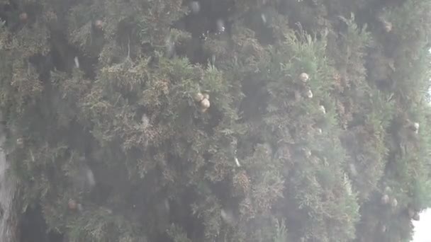背景是一棵绿树与圆锥 它是雪 新的一年景观 — 图库视频影像