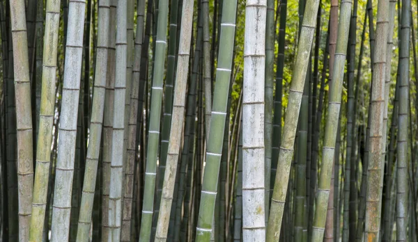 Textuur Design Achtergrond Bamboe Schachten Bamboebos — Stockfoto