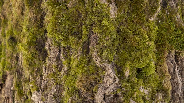 デザインの木製の背景に緑の苔をクローズ アップ — ストック写真