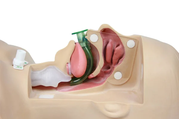 Tıbbi simülasyon eğitimi Orofayngeal Airway beyaz bir sırt