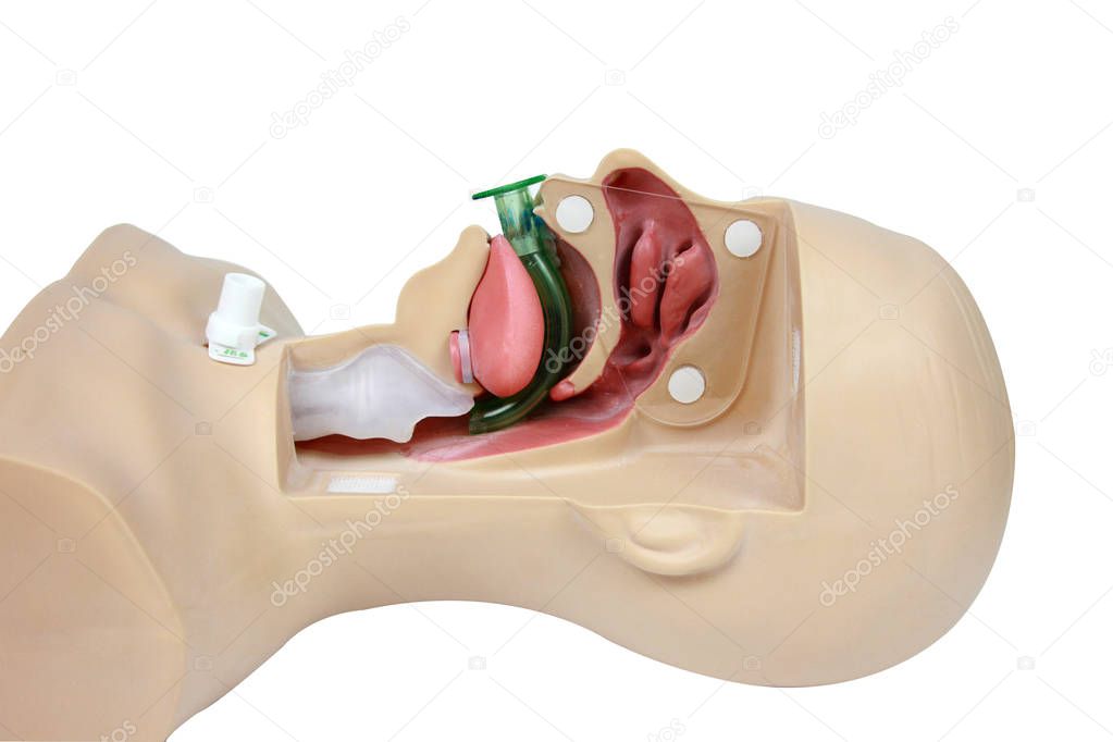 Medical simulation training Oropharyngeal Airway on a white back