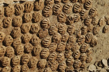 Kuru inek gübresi, Hindistan