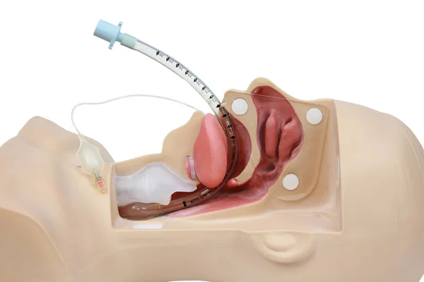 Entrenamiento médico de simulación de intubación traqueal. artificial v — Foto de Stock