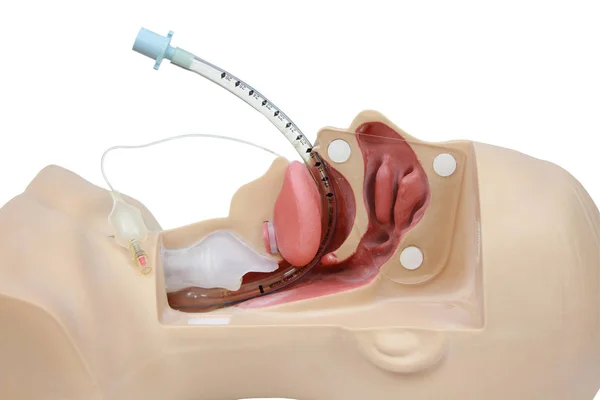 A légcső intubáció orvosi szimulációs képzése. mesterséges v — Stock Fotó