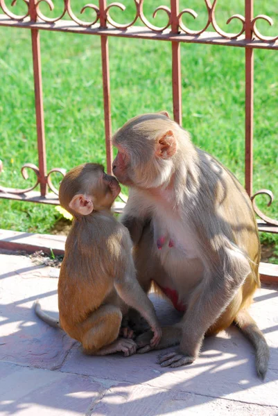 Bebé mono comiendo leche de la madre — Foto de Stock