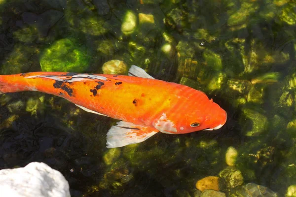 Помаранчевий Carp Koi Плаває Воді — стокове фото