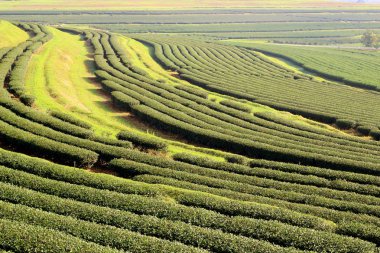 Chiang Rai Çay Plantation, Tayland Kış Sezonu