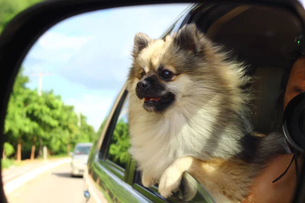 Un cane pitbull sorride ad uno specchio della finestra laterale quando lei è su un ca — Foto Stock