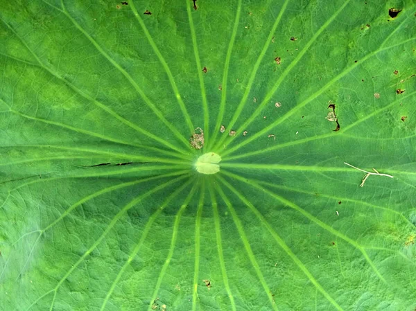 Closeup Green Lotus Leaf Background — Stock Photo, Image