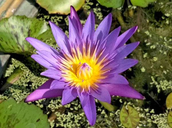 Brote de flor de loto con loto verde borroso en el fondo — Foto de Stock