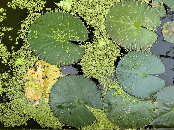 Närbild grön Lotus blad med vatten droppe som bakgrund. — Stockfoto