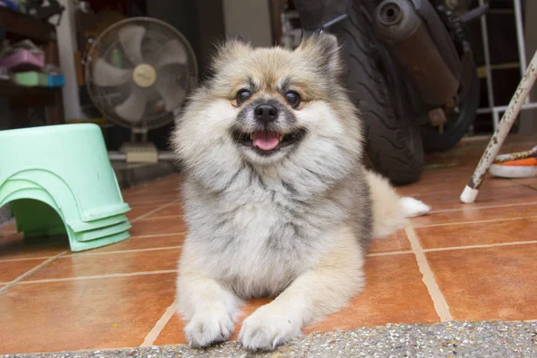 Anjing Pomeranian duduk di lantai . — Stok Foto