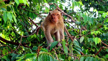 maymun ağaçta oturuyor.