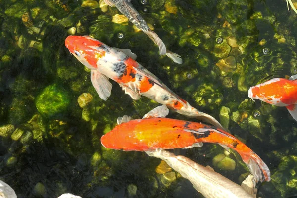 Оранжевый Карп Кои Плавает Воде — стоковое фото