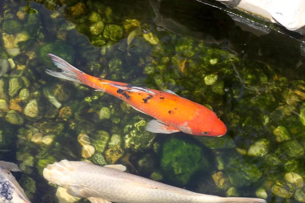 portakal Carp Koi suda