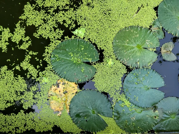 Närbild grön Lotus blad med vatten droppe som bakgrund. — Stockfoto