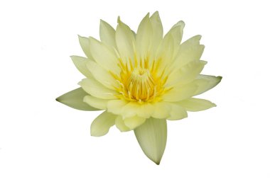 Beyaz arka planda güzel sarı lotus