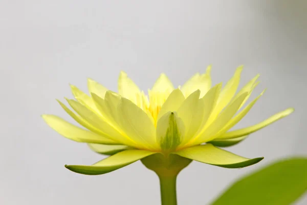 Beautiful yellow lotus on a white background