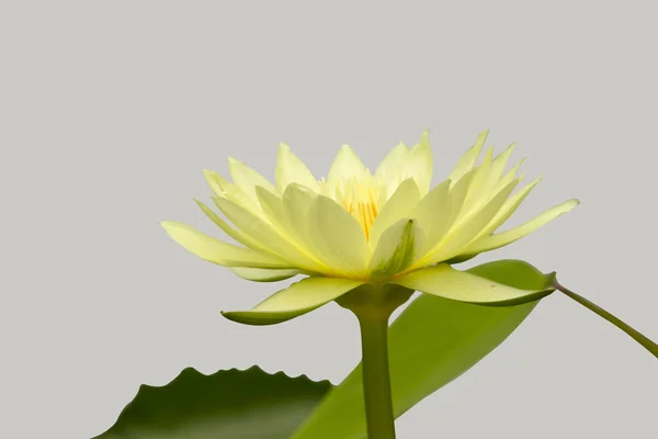 Beautiful yellow lotus on a gray background.