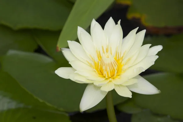 Beautiful yellow lotus flower bud with green lotus in background