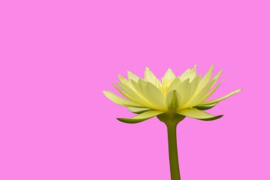 Pembe arka planda güzel sarı lotus.