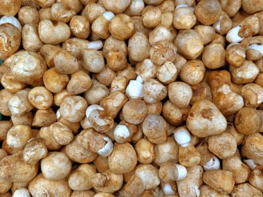 Pazar yerinde taze kestane mantarı.