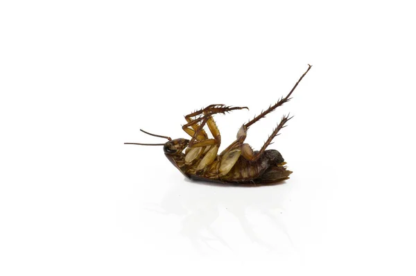 Cockroaches on a white background with cipping path. — Stock Photo, Image