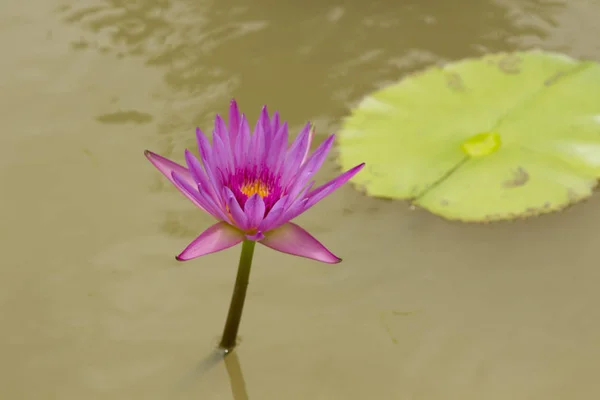 Linda flor de lótus malva está acima da água . — Fotografia de Stock