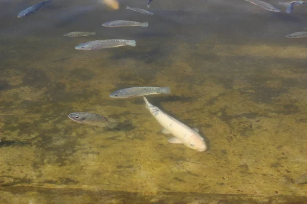 Swimming fishes in river