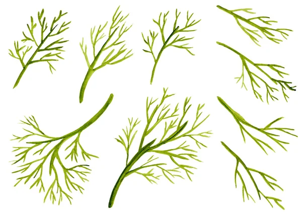 Set grüner Aquarell-Zweige — Stockfoto