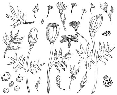 Siyah beyaz çiçekler çizilmiş el seti. Laleler, yapraklar ve otlar. Tasarım için unsurlar, hurdaya çıkarma. Anahat tek renkli botanik illüstrasyon