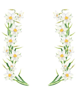 Suluboya narcissus çiçek dikdörtgen çerçeve. Beyaz arka planda izole edilmiş el çizilmiş nergis çelenk illüstrasyonu