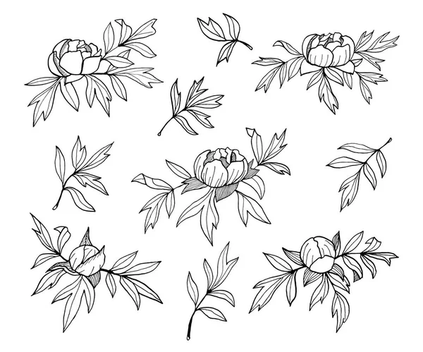 Peony květy, pupeny a listická Monochromatická ilustrace. Příruční sada ručně kreslené osnovy. Jednoduché černé a bílé botanické prvky. Náčrt rukopisu pro tetování, pozvánky, pohlednice, výzdobu — Stock fotografie