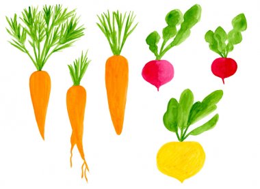Suluboya kök sebze seti. Elle çizilmiş ekolojik diyet gıda. Sarı şalgam, turp, menü tasarımı için beyaz arka plan üzerinde izole havuç, ambalaj
