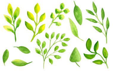 Suluboya yaprakları ayarlanır. Tasarım, not defteri, dekorasyon, kartlar, davetiyeler için beyaz arka plan üzerinde izole el çizilmiş soyut çiçek elemanları,