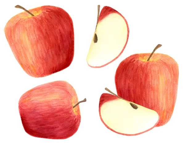 Pommes aquarelle ensemble isolé sur fond blanc. Fruits rouges dessinés à la main, tranche pour l'emballage, conception de menu, scrapbooking, cartes, emballage alimentaire . — Photo