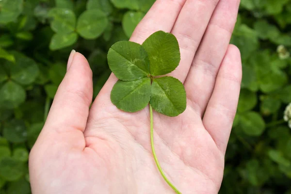 Four leaf Shamrock on hand in the clover field. Symbol of luck and Saint Patrick's Day. — Stock Photo, Image