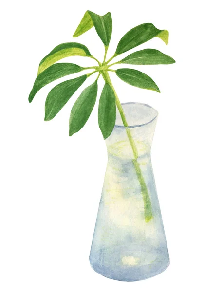 Aquarel botanische illustratie. Schefflera blad in glazen vaas geïsoleerd op witte achtergrond. Clipart element voorontwerp, decoratie, kaarten. — Stockfoto