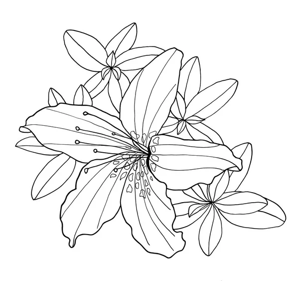 Outline decorative Rhododendron flower and leaves. Botanical hand drawn black and white contour monochrome illustration for coloring book, greeting card, invitation, print design, textile.