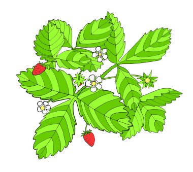 Çiçekler, yapraklar ve çilek ile renkli çilek çalı. Dekorasyon, tasarım için el çizilmiş grafik kroki illüstrasyon.