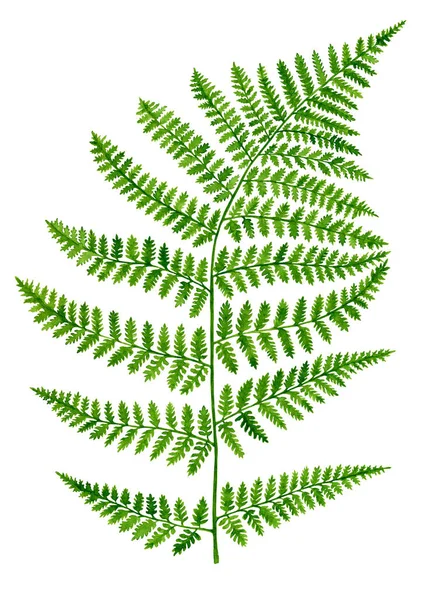 Beyaz arkaplanda suluboya yeşil eğrelti otu yaprağı izole. Orman bitkisinin el çizimi botanik çizimi. Kart tasarımı ve davetiyeler için yeşillik fabrikası. — Stok fotoğraf