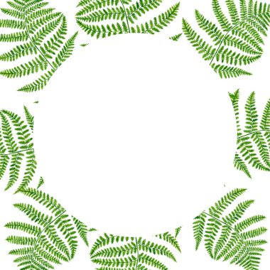 Eğreltiotu yapraklarının çerçevesi. El çizimi orman bitkileri davetiye, düğün, kart için metin için yer şablonu, tarihi kaydet, afiş.