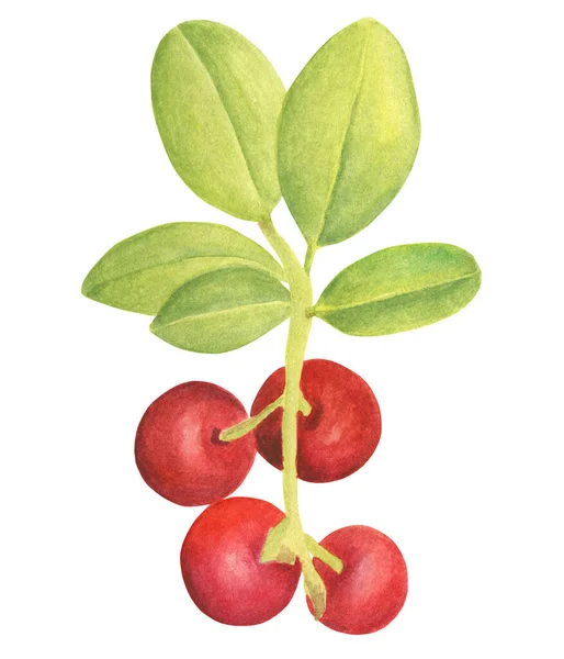 Aquarel cowberry. Handgetekende tak met rode bessen en bladeren. Bos plant voor ontwerp, wenskaart, bruiloft uitnodigingen, behang, verpakking, voedsel verpakking. — Stockfoto