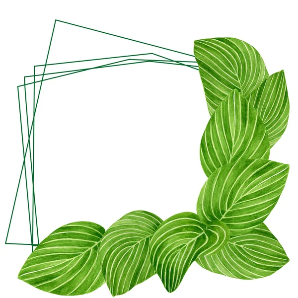 Akvarelové zelené listy s rostlinnými žilkami. Ručně kreslené velké hosta plantaginea byliny s geometrickými liniemi izolované na bílém pozadí. Prvek pro design, dekorace, pohlednice, pozvánky, textil. — Stock fotografie