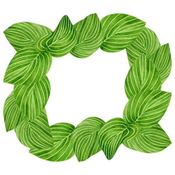 Akvarell zöld levelek növényi vénák téglalap alakú keret. Kézzel rajzolt nagy hosta plantaginea gyógynövények elszigetelt fehér alapon. Elem tervezés, dekoráció, kártyák, textil, meghívók. — Stock Fotó
