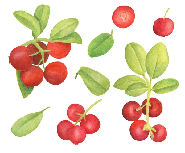 Aquarel cowberry set. Handgetekende tak met rode bessen en bladeren. Bos plant voor ontwerp, wenskaart, bruiloft uitnodigingen, behang, verpakking, voedsel verpakking. — Stockfoto